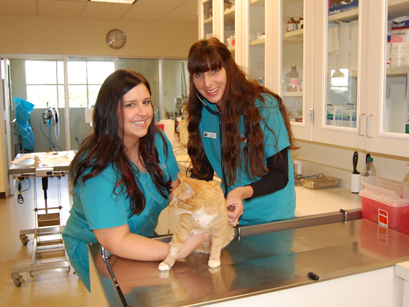 One of our cute clinic kitty's having his annual wellness exam in our spacious treatment area...