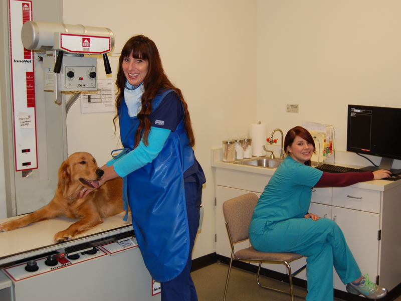 Bella with our experienced In-Patient Nurses getting ready for her digital X-rays...