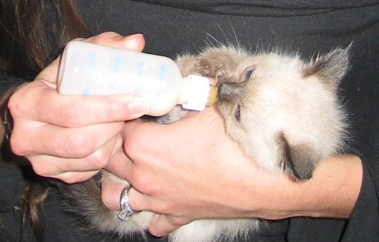 pita-bottle-feeding
