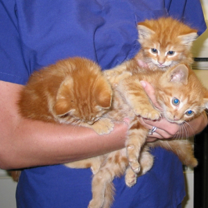 orange kittens
